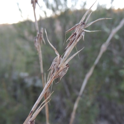Cymbopogon refractus (Barbed-wire Grass) at Molonglo River Reserve - 7 May 2017 by michaelb