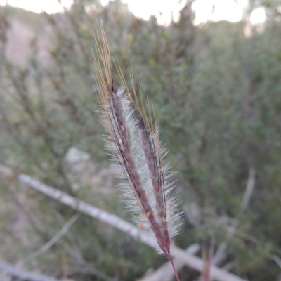 Dichanthium sericeum (Queensland Blue-grass) at Coombs, ACT - 7 May 2017 by michaelb