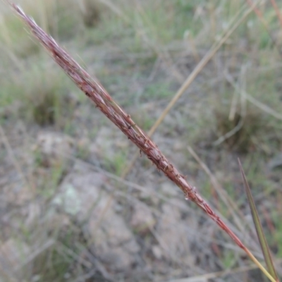 Bothriochloa macra (Red Grass, Red-leg Grass) at Molonglo River Reserve - 7 May 2017 by michaelb