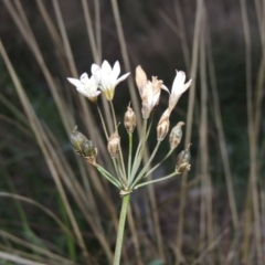 Nothoscordum borbonicum (Onion Weed) at Coombs, ACT - 7 May 2017 by MichaelBedingfield