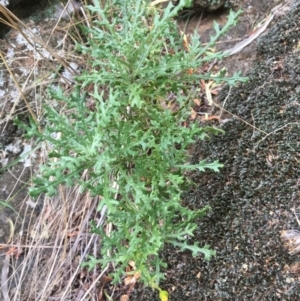 Senecio bathurstianus at Yass, NSW - 14 May 2017