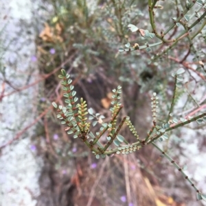 Indigofera adesmiifolia at Yass, NSW - 14 May 2017 08:46 AM