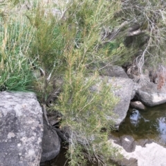 Callistemon sp. at Yass, NSW - 14 May 2017