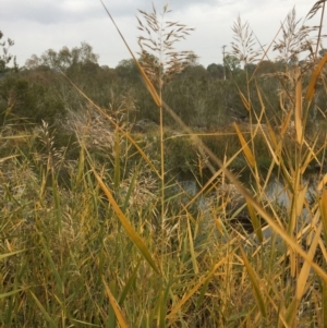 Phragmites australis at Yass, NSW - 14 May 2017