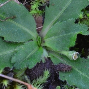 Solenogyne gunnii at Bolaro, NSW - 9 May 2017