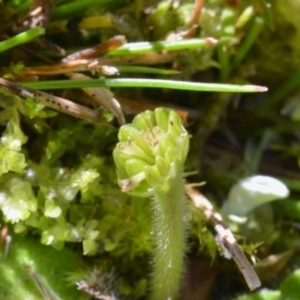 Solenogyne gunnii at Bolaro, NSW - 9 May 2017