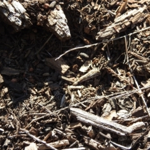 Hednota species near grammellus at Hackett, ACT - 18 Apr 2017