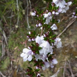 Prostanthera phylicifolia at Bolaro, NSW - 20 Dec 2016 12:57 PM