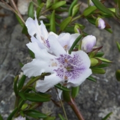 Prostanthera phylicifolia at Bolaro, NSW - 20 Dec 2016