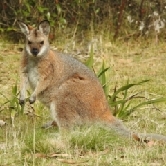 Notamacropus rufogriseus (Red-necked Wallaby) at Uriarra, NSW - 12 May 2017 by Qwerty