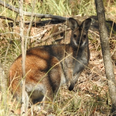 Notamacropus rufogriseus (Red-necked Wallaby) at Mount Majura - 12 May 2017 by Qwerty