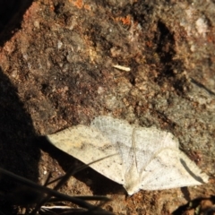 Nearcha ursaria (Common Nearcha) at P11 - 12 May 2017 by Qwerty