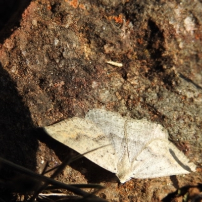 Nearcha ursaria (Common Nearcha) at Hackett, ACT - 12 May 2017 by Qwerty