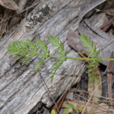 Oreomyrrhis sp. (A Carraway) at Bolaro, NSW - 22 Jan 2017 by DavidMcKay