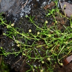 Sagina namadgi (Native Pearlwort) at Bolaro, NSW - 8 May 2017 by DavidMcKay