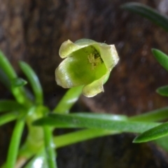 Sagina namadgi at Bolaro, NSW - 8 May 2017