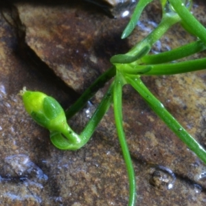 Sagina namadgi at Bolaro, NSW - 8 May 2017