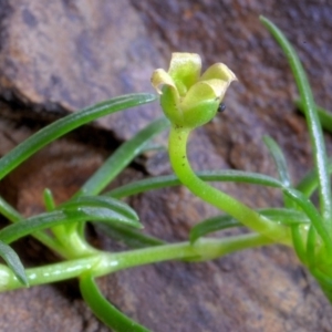 Sagina namadgi at Bolaro, NSW - 8 May 2017