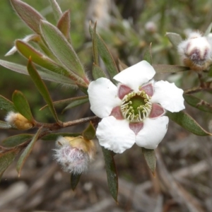 Leptospermum grandifolium at Bolaro, NSW - 12 Aug 2017