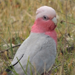 Eolophus roseicapilla at Conder, ACT - 17 Nov 2014