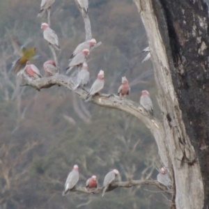 Eolophus roseicapilla at Point Hut to Tharwa - 10 Feb 2015 07:40 PM