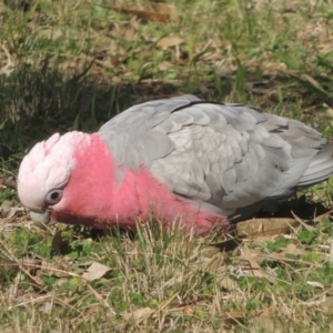 Eolophus roseicapilla at Tharwa, ACT - 23 Mar 2017 12:00 AM