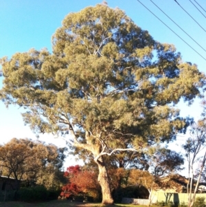 Eucalyptus melliodora at Hughes Garran Woodland - 12 May 2017 02:53 PM