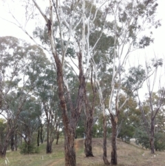 Eucalyptus melliodora at Hughes Garran Woodland - 12 May 2017 02:53 PM