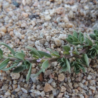 Lythrum hyssopifolia (Small Loosestrife) at Point Hut to Tharwa - 26 Feb 2017 by MichaelBedingfield