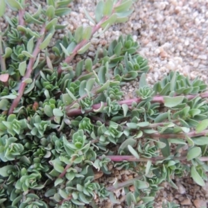 Lythrum hyssopifolia at Paddys River, ACT - 26 Feb 2017