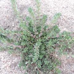 Lythrum hyssopifolia at Paddys River, ACT - 26 Feb 2017