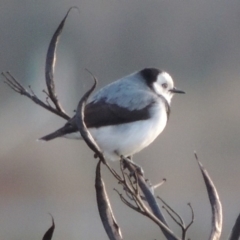 Epthianura albifrons (White-fronted Chat) at Coombs, ACT - 13 May 2017 by michaelb