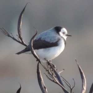 Epthianura albifrons at Coombs, ACT - 13 May 2017