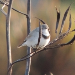 Epthianura albifrons at Coombs, ACT - 13 May 2017