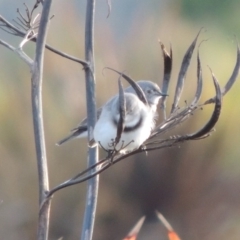 Epthianura albifrons at Coombs, ACT - 13 May 2017