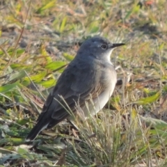 Epthianura albifrons at Coombs, ACT - 13 May 2017