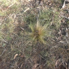 Nassella trichotoma (Serrated Tussock) at Campbell, ACT - 15 May 2017 by SilkeSma