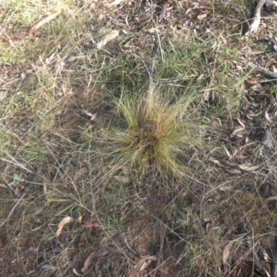 Nassella trichotoma (Serrated Tussock) at Campbell, ACT - 15 May 2017 by SilkeSma