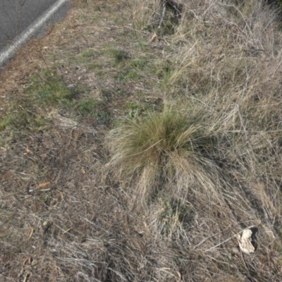 Nassella trichotoma (Serrated Tussock) at Majura, ACT - 15 May 2017 by SilkeSma