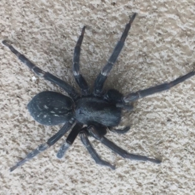 Badumna insignis (Black House Spider) at Macarthur, ACT - 14 May 2017 by emmams