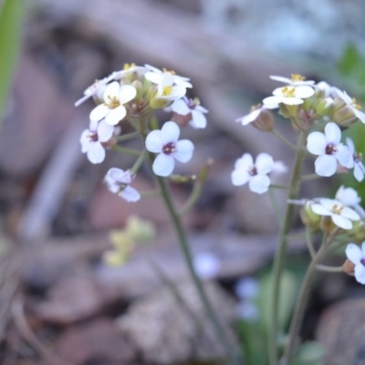 Drabastrum alpestre (Mountain Cress) at Bolaro, NSW - 14 Nov 2016 by DavidMcKay