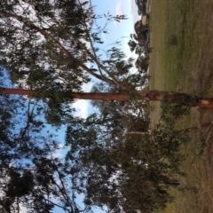 Gonipterus sp. (genus) at Uriarra Village, ACT - 15 May 2017