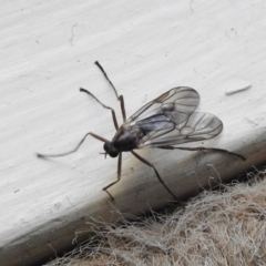 Boreoides subulatus at Wanniassa, ACT - 15 May 2017 03:08 PM