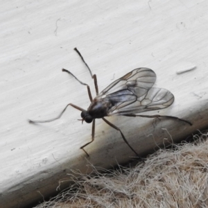 Boreoides subulatus at Wanniassa, ACT - 15 May 2017