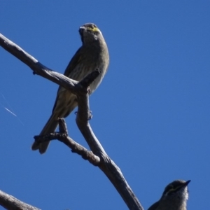 Caligavis chrysops at Garran, ACT - 7 Apr 2017 02:12 PM