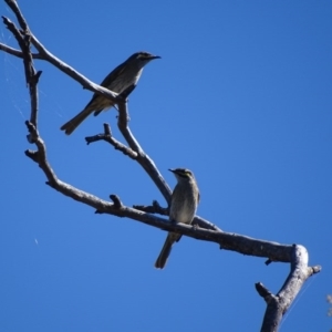 Caligavis chrysops at Garran, ACT - 7 Apr 2017 02:12 PM