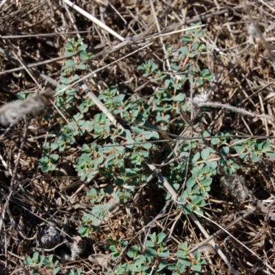 Euphorbia dallachyana (Mat Spurge, Caustic Weed) at Molonglo Valley, ACT - 10 Feb 2010 by AndyRussell