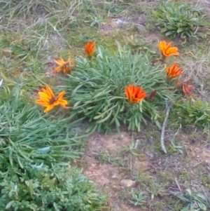 Gazania x splendens at Gordon, ACT - 13 May 2017