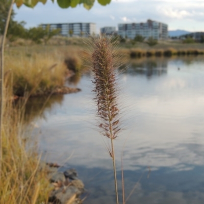 Cenchrus purpurascens (Swamp Foxtail) at Coombs, ACT - 13 May 2017 by MichaelBedingfield