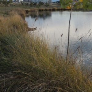 Cenchrus purpurascens at Coombs, ACT - 13 May 2017